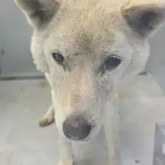 담양군 흰색 믹스견 암컷