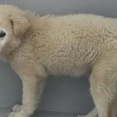 담양군 흰색 믹스견 수컷