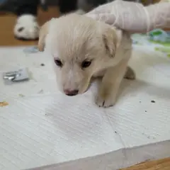 구례군 흰색 믹스견 암컷