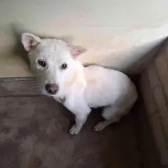 고흥군 흰색 믹스견 암컷
