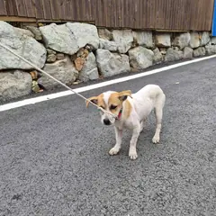 고흥군 흰색&황갈색 믹스견 수컷