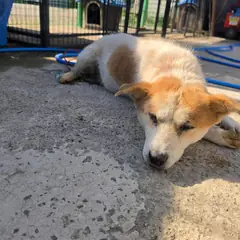 구례군 흰색&황갈색 믹스견 수컷
