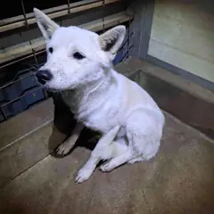 고흥군 흰색 믹스견 수컷