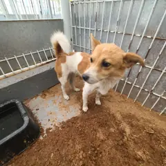 보성군 흰색&황갈색 믹스견 암컷