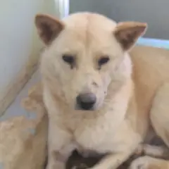 보성군 흰색 믹스견 암컷