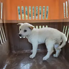 화순군 흰색 믹스견 수컷
