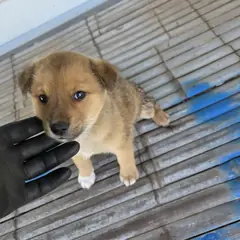 화순군 갈색 믹스견 수컷