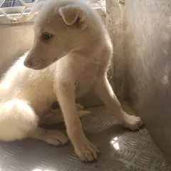 강진군 흰색 믹스견 암컷