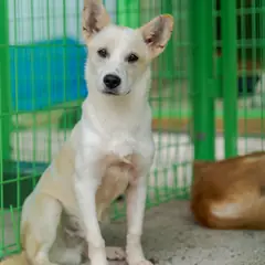 장흥군 레몬색&흰색 믹스견 암컷