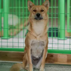 장흥군 흰색&황갈색 믹스견 암컷