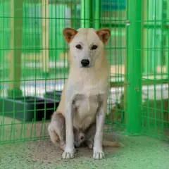 장흥군 흰색 믹스견 수컷