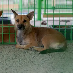 장흥군 검정&황갈색 믹스견 암컷