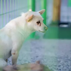 장흥군 흰색 믹스견 암컷