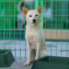 장흥군 흰색 믹스견 암컷