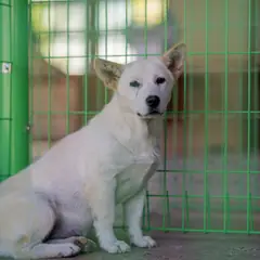 장흥군 흰색 믹스견 암컷