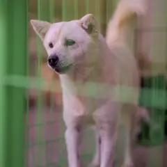 장흥군 흰색 믹스견 암컷
