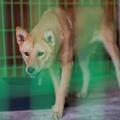장흥군 황갈색 믹스견 암컷