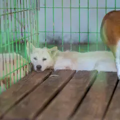 장흥군 흰색 믹스견 암컷