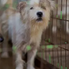 장흥군 엷은 황갈색&흰색 믹스견 수컷