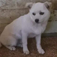 강진군 흰색 믹스견 암컷