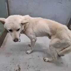 해남군 흰색 믹스견 수컷