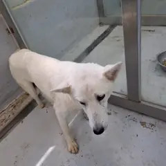 해남군 흰색 믹스견 암컷