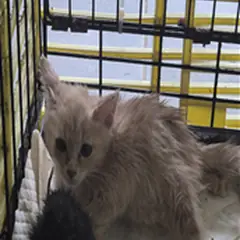 영암군 레몬색&흰색 한국 고양이 암컷