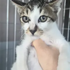 영암군 평행·전체·부분줄무늬 한국 고양이 암컷