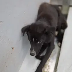 해남군 검정색 믹스견 암컷