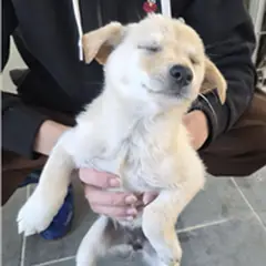 영암군 흰색 믹스견 암컷