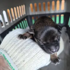 영암군 검정색 믹스견 수컷