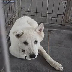 영암군 흰색 믹스견 수컷