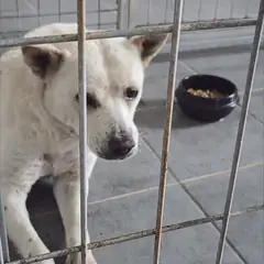 영암군 흰색 믹스견 수컷