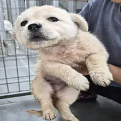 영암군 크림색 믹스견 암컷
