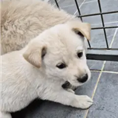 영암군 크림색 믹스견 수컷