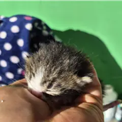 영암군 검은색흰색황토색조합 한국 고양이 수컷