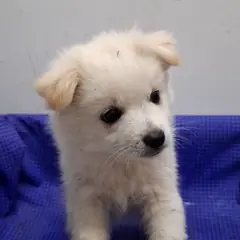 해남군 흰색 믹스견 수컷