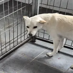 영암군 크림색 믹스견 수컷