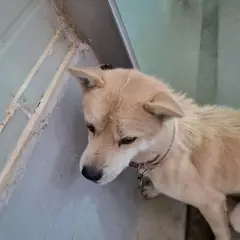 해남군 갈색 믹스견 수컷