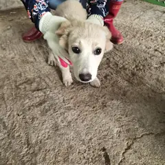 함평군 살구색 믹스견 암컷