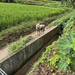 함평군 흰색 믹스견 암컷