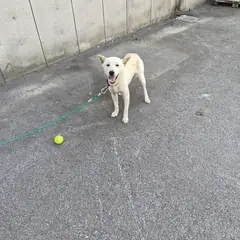 함평군 흰색 믹스견 수컷