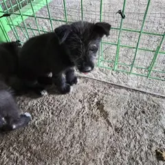 함평군 검정색 믹스견 수컷