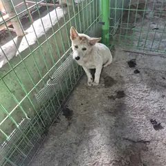 함평군 흰색 믹스견 수컷