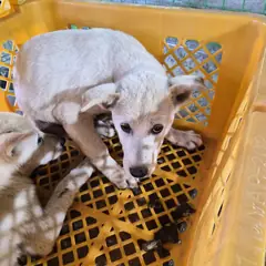 함평군 흰색 믹스견 암컷