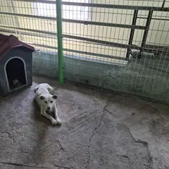 함평군 흰색 믹스견 암컷