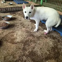함평군 흰색 믹스견 암컷
