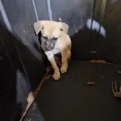 함평군 갈색 믹스견 수컷