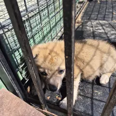 함평군 갈색 믹스견 수컷