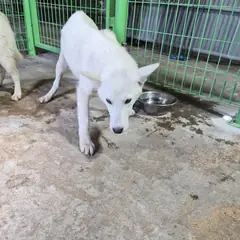 함평군 흰색 믹스견 암컷